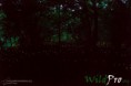/album/galleria-foto-fotografia-naturalistica/mg-6347-1200px-1200px-jpg/